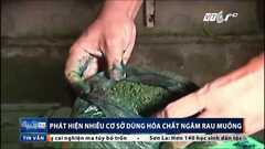 Bắt quả tang cơ sở dùng hóa chất ngâm rau muống