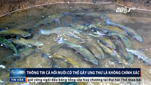Thực hư thông tin cá hồi nuôi có thể gây ung thư