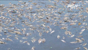 Clip: Cá chết trắng kênh sau cửa xả của nhà máy Coca Cola ở Đà Nẵng