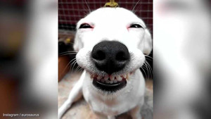 Nụ cười của chú chó này sẽ 'cứu rỗi' cả một ngày u ám của bạn