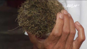 'Cát lợn' giá 3 tỷ đồng tại Nghệ An thực chất là gì?