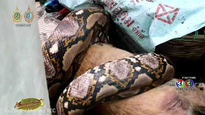 Chủ đau đớn nhìn chó cưng bị trăn khổng lồ dài 6m nuốt chửng