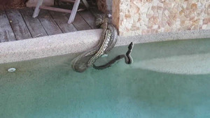 Rắn đực đại chiến dữ dội, quần nhau xuống bể bơi nhà dân