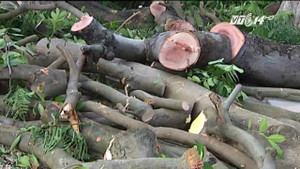 Hà Nội sẽ đấu giá gỗ từ cây cổ thụ bị di dời trên phố Kim Mã