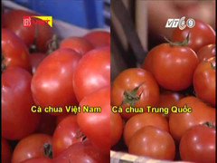 Phân biệt cà chua Việt Nam và Trung Quốc