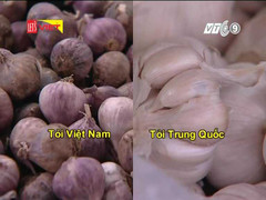 Phân biệt tỏi Việt Nam và tỏi Trung Quốc