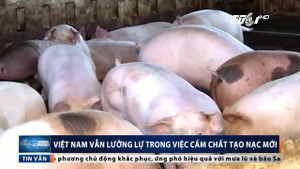 Việt Nam vẫn lưỡng lự trong việc cấm chất tạo nạc mới