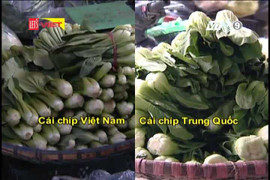 Phân biệt cải chíp Việt Nam và Trung Quốc