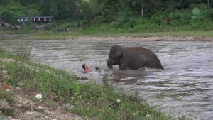 Voi con lao xuống sông, cứu người 'đuối nước'