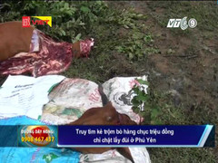Truy tìm kẻ trộm bò chỉ chặt lấy đùi ở Phú Yên