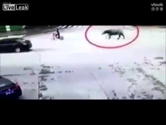 Bò phi nước đại, húc ngã người đi xe đạp điện