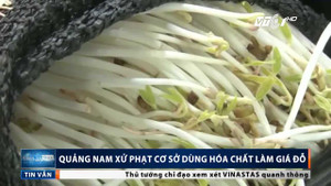 Cận cảnh dùng hóa chất kích giá đỗ 'lớn nhanh như thổi'