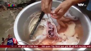 Rùng mình cảnh làm thịt chuột vẫn để nguyên lá gan đầy sán