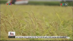 Bí mật của loại gạo ngon nhất thế giới