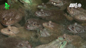 Nuôi ếch bằng tỏi thu tiền tỷ mỗi năm