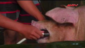 Cận cảnh đàn lợn 'bẩn' bị gian thương bơm nước đến chết ngất ở Bến Tre