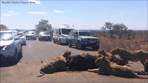 Xẻ thịt trâu rừng giữa đường, đàn sư tử gây ùn tắc suốt 6 tiếng