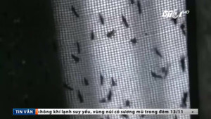 Số ca nhiễm Zika tại TP.HCM không ngừng tăng lên