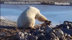 Clip gấu Bắc Cực khổng lồ xoa đầu chó như thú cưng gây sốt