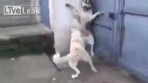 Làm chó con giật mình, chó bố bị chó mẹ 'dằn mặt' cảnh cáo