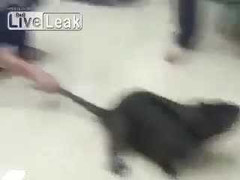 Bắt được chuột khổng lồ, to như chó con