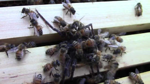 Nhện 'khủng' rình rập tổ ong mật và cái kết thê thảm