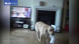 Chú chó biết đưa giấy cho chủ lau mỗi lần chủ hắt hơi