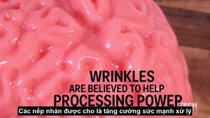 Video: Sự thật sững sờ về não bộ có kết cấu giống đậu phụ mềm