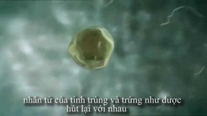 Video: Tinh trùng vất vả vượt đường xa gặp trứng như thế nào