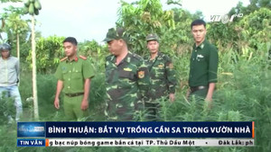 Bình Thuận: Phát hiện hộ dân trồng cần sa trong vườn