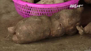 Hoàng shin cô: Loại củ ngon, độc, lạ ở vùng cao Y Tý