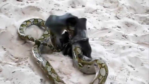 Bị siết chặt, dơi vẫn phản đòn ngoạn mục buộc trăn chào thua