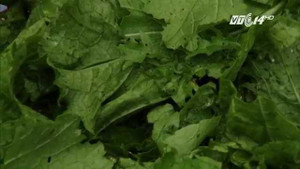 Cải mèo: Loại rau quý, đặc sản của vùng cao Tây Bắc