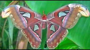 Cận cảnh đàn bướm lạ khổng lồ, đẹp như tranh vẽ gây xôn xao Bạc Liêu