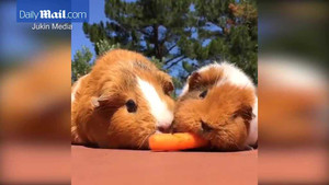 Phì cười clip chuột lang tranh nhau củ cà rốt