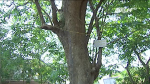 Đánh nhau chảy máu vì cây sưa ở Bắc Ninh: Giá trị thực của cây sưa