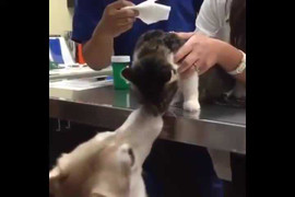 Tan chảy với clip chó động viên mèo con khi đi tiêm