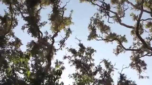 Báo đốm tung mình từ cây này sang cây khác hạ gục khỉ ngoạn mục