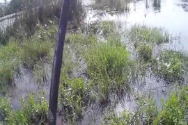 Clip cần thủ câu cả đàn cá lóc bằng... ếch nhựa ở Long An