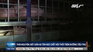 Cận cảnh gần 40 tấn lợn chết bốc mùi hôi thối đang trên đường đi tiêu thụ