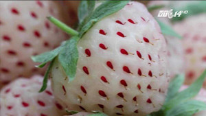 Dâu tây Bạch Tuyết giá 'cắt cổ' 1,6 triệu đồng/kg vẫn hút khách dịp Tết