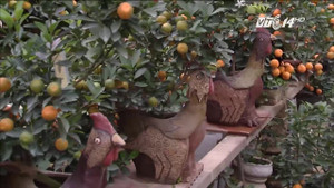 Hà Nội: Quất bonsai hình gà gây sốt thị trường Tết Đinh Dậu