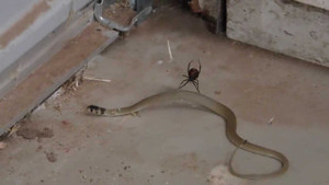 Rắn quằn quại bất lực trong 'ma trận' của nhện độc lưng đỏ