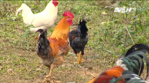 Tận mục 'gà 9 cựa' trong truyền thuyết cực hiếm ở Phú Thọ