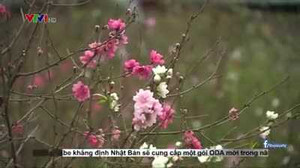 Đào '3 trong 1' độc đáo gây 'sốt' thị trường Tết Đinh Dậu