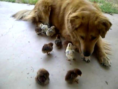 Chuyện lạ: Chó làm 'vú em' của 10 gà con