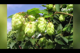 Loại rau đắt nhất thế giới, giá 30 triệu đồng/kg