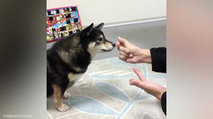 Phì cười với phản ứng của chú chó khi xem chủ làm ảo thuật