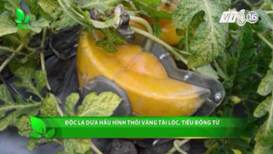 Dưa hấu hình thỏi vàng tài lộc, tiểu đồng tử hút khách dịp Tết