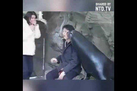 Cười vỡ bụng clip hải cẩu thơm má du khách khi chụp ảnh